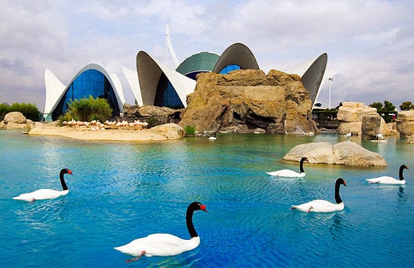 Calatrava’s architectural wonders in the City of Arts and Sciences