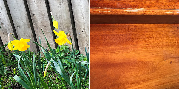 Real HSC daffodils in their natural habitat (left) - The varnish is flowing abundantly (right)