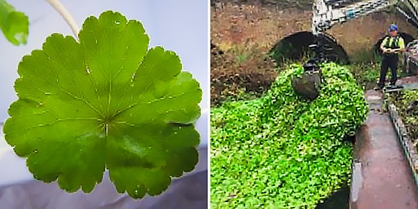 A shiny kidney shaped Pennywort leave (left) - The Environmental Agency in action (right)