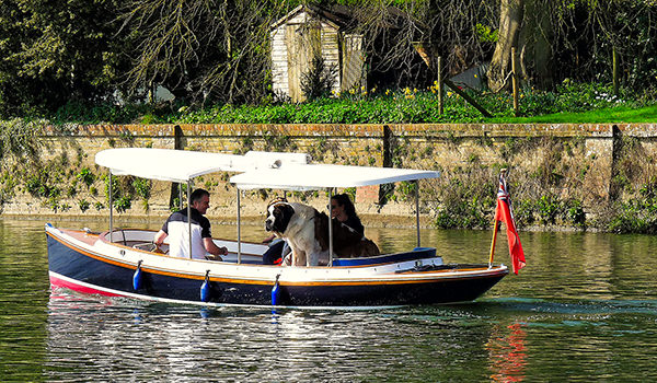 A family and their dog enjoying a drive with one of PureBoatings electric boats