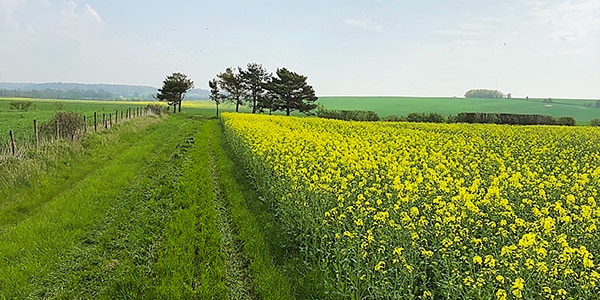 Littlestoke Manor Farm is surrounded by beautiful fields and wildlife.