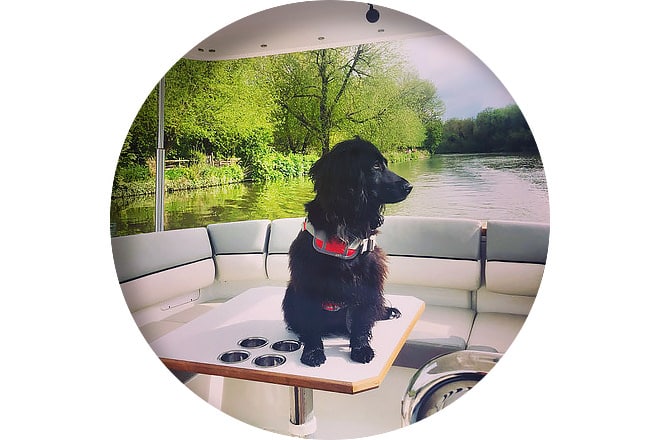 Willow on board 'Xanadu', a recent import from Windermere.