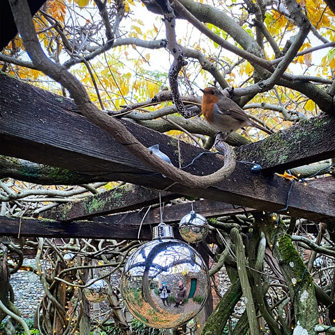 Robin in a tree with Christmas decoration