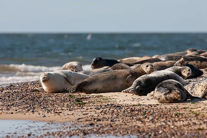 Seals basking in the sun on a North Norfolk beach
© Barefoot Retreats