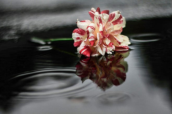 Picture of fallen flower