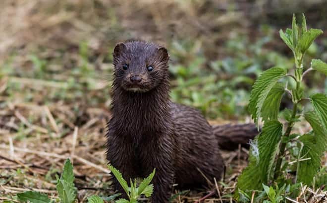 An unexpected visitor on the riverbank: the American mink