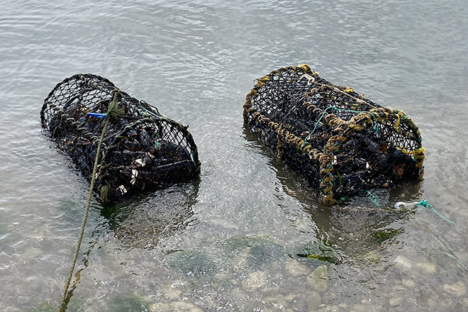Bringing in a bountiful catch of lobsters